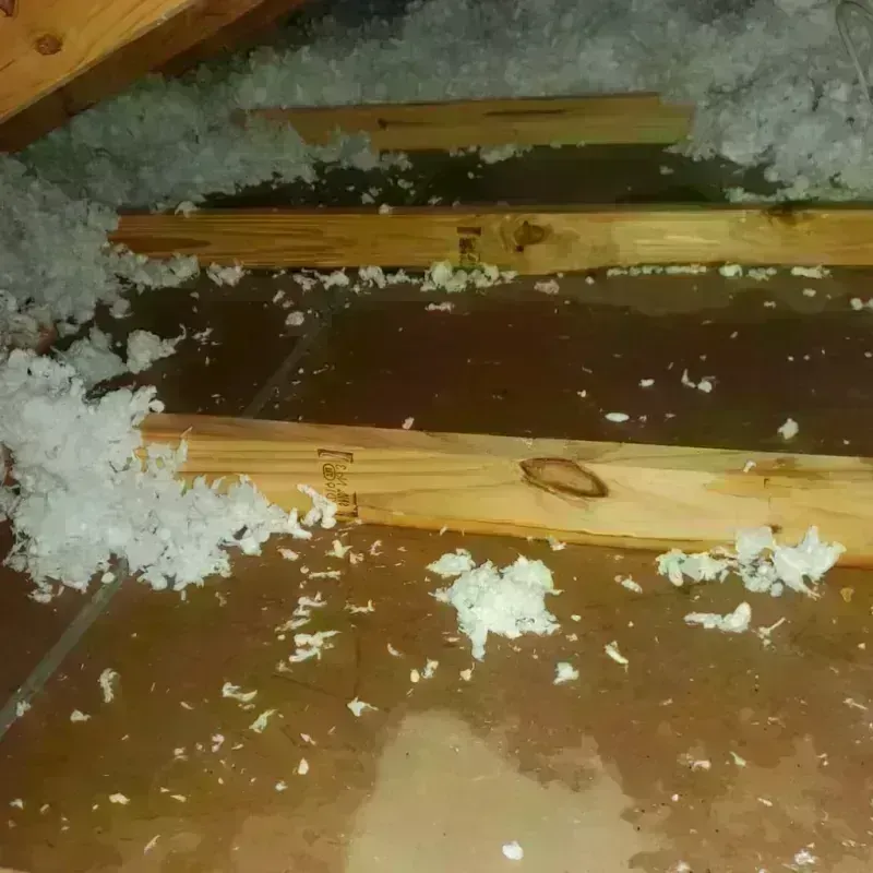 Attic Water Damage in Alexander City, AL